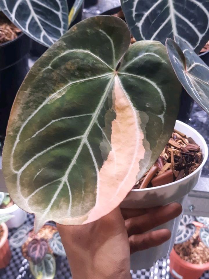 Anthurium Magna x Portillae Variegated — photo 2