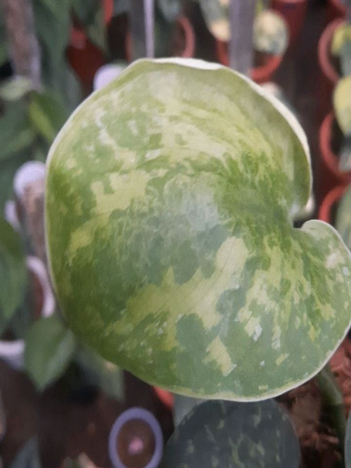 Scindapsus Macan — photo 2