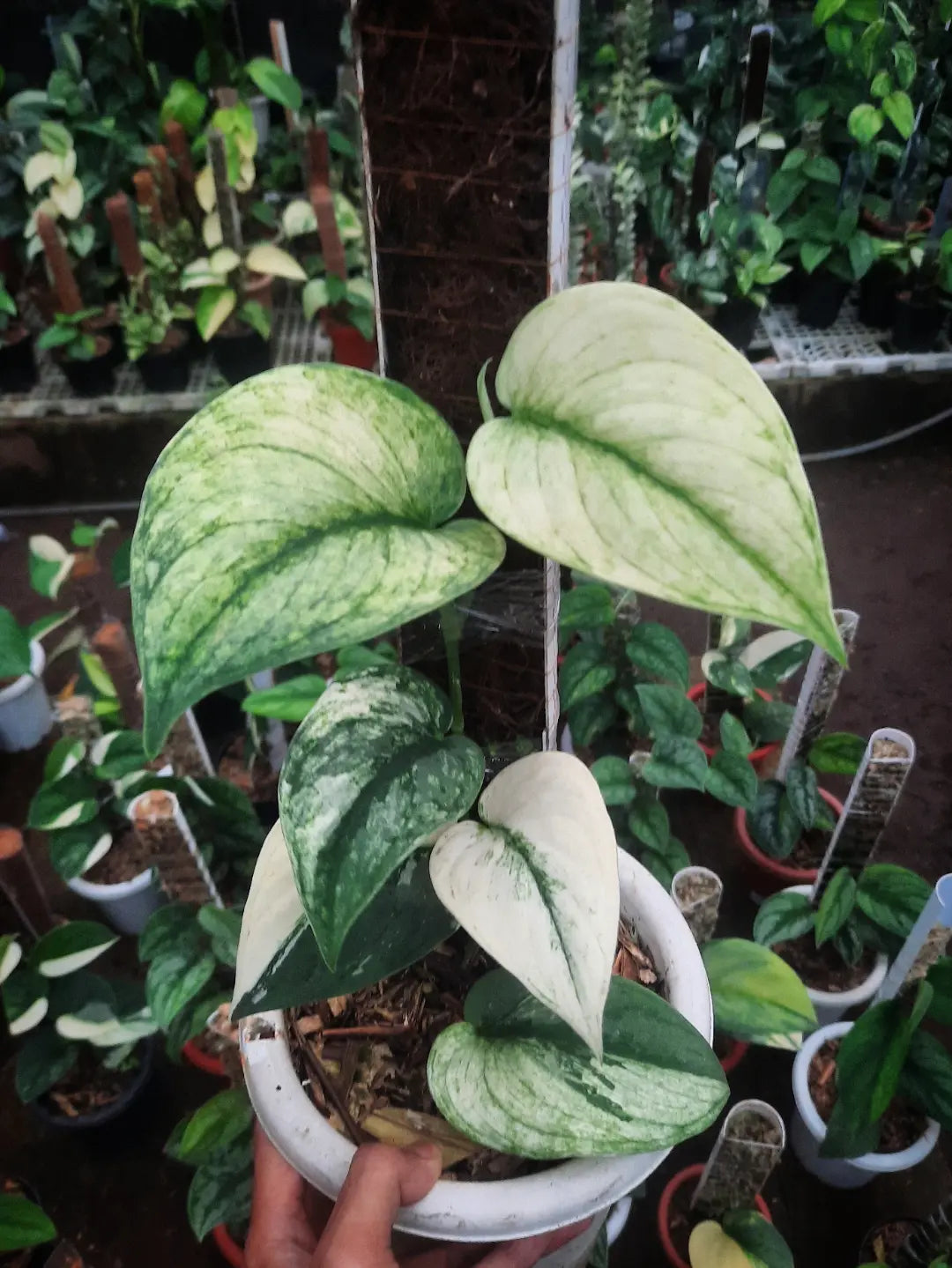 Scindapsus Silver Knight White Lava — rare Indonesian plant