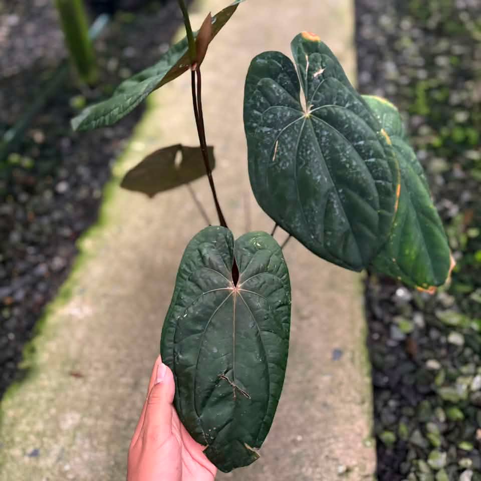 Anthurium Red vein dark phoenix (Clone Cutting) (Exact Plant)