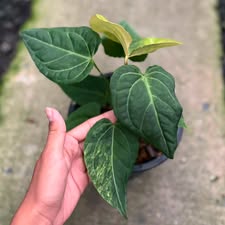 Anthurium Queen crystallinum aurea hybrid (Exact Plant)