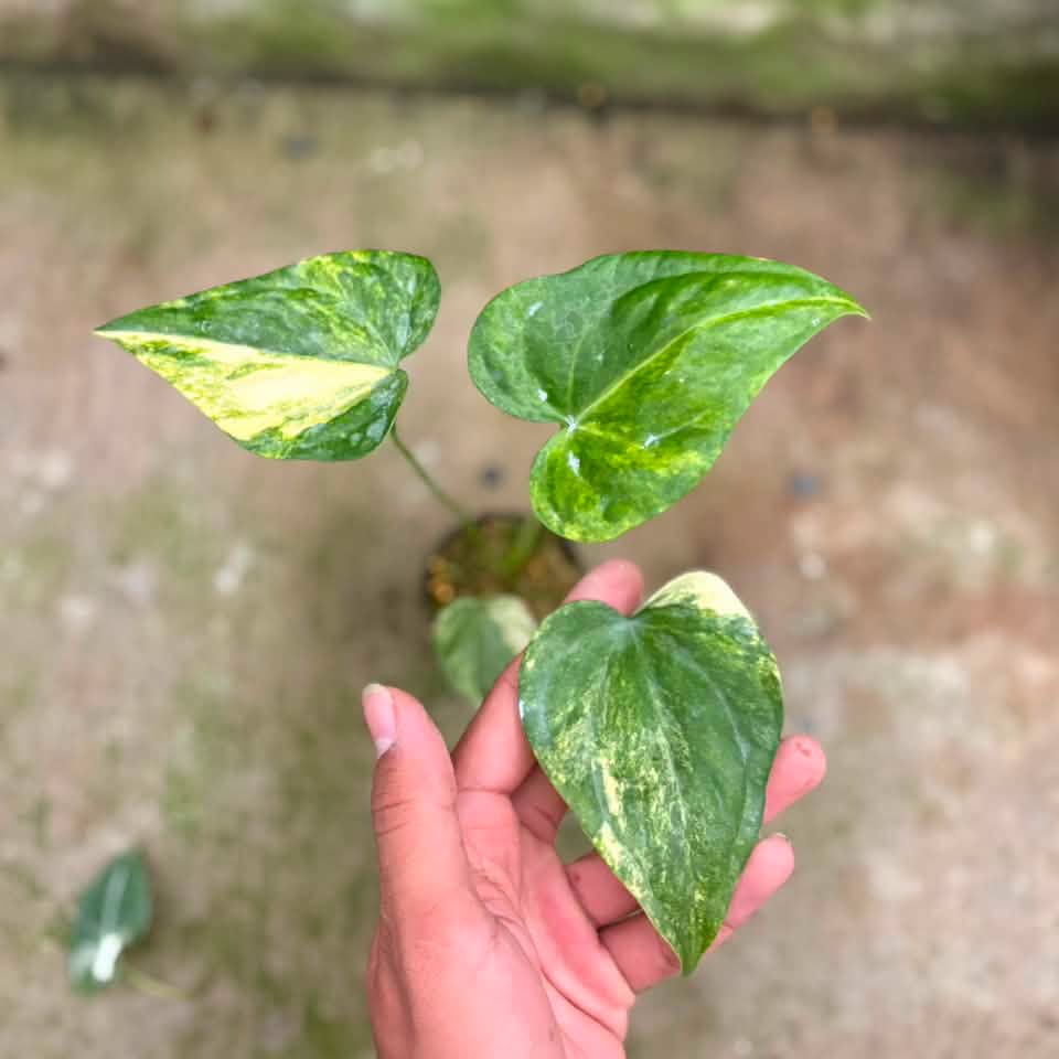 Anthurium Clarinervium variegated x luxurians (Exact Plant)