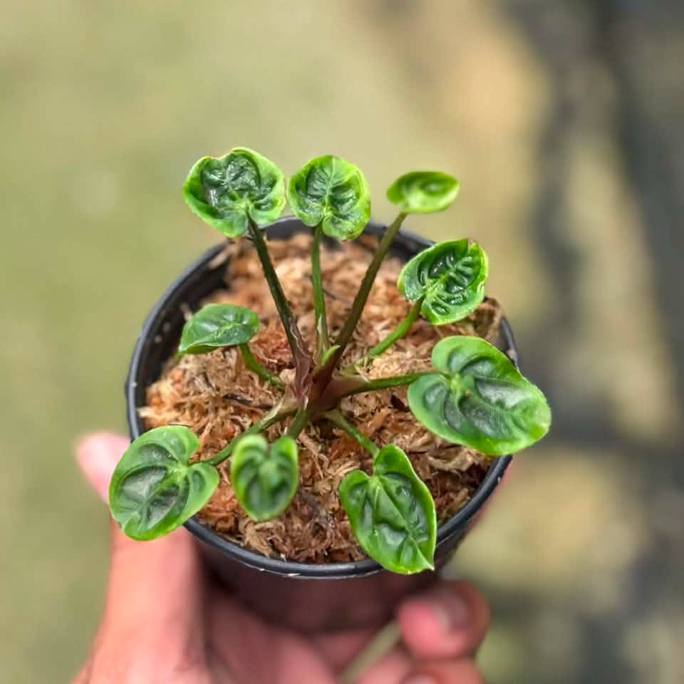 Anthurium Magnificum x Besseae aff mutation (cup form) Fresh cut (Exact Plant)