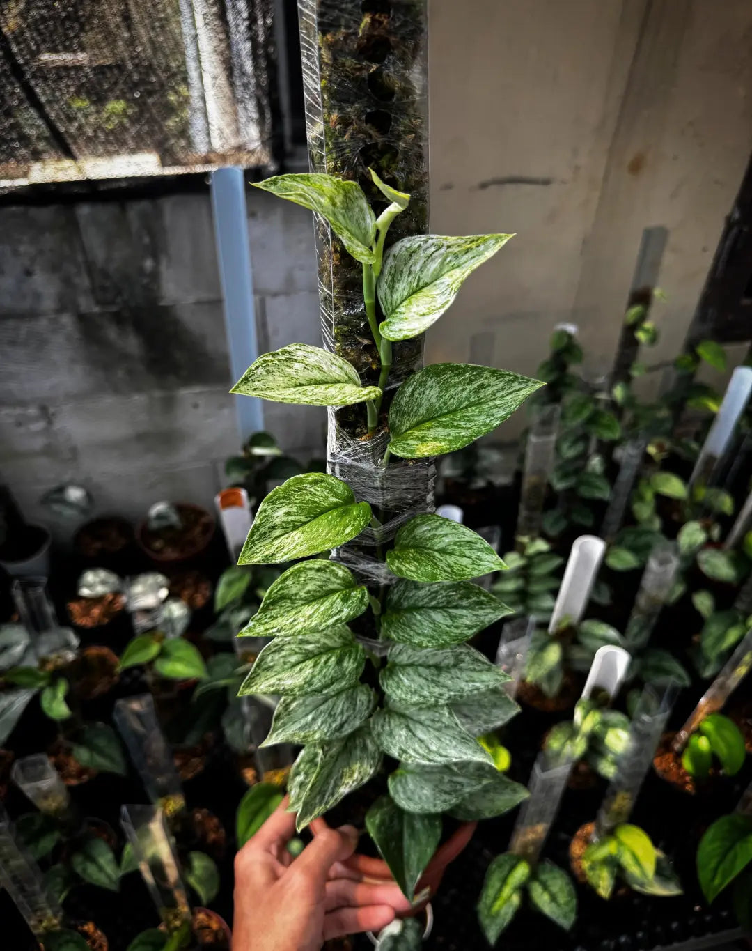 Scindapsus Treubii White Monster — rare Indonesian plant