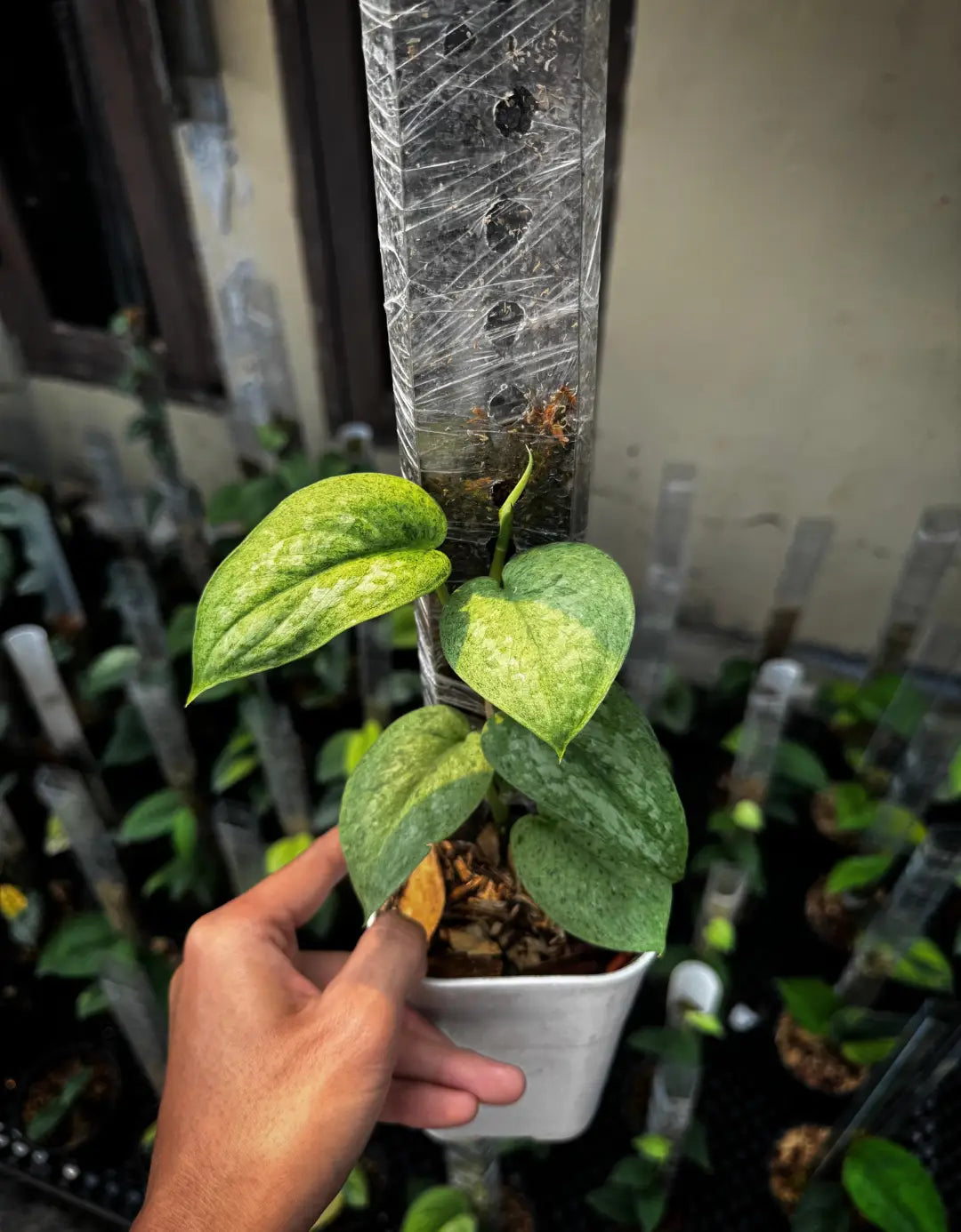 Scindapsus Mojito — rare Indonesian plant