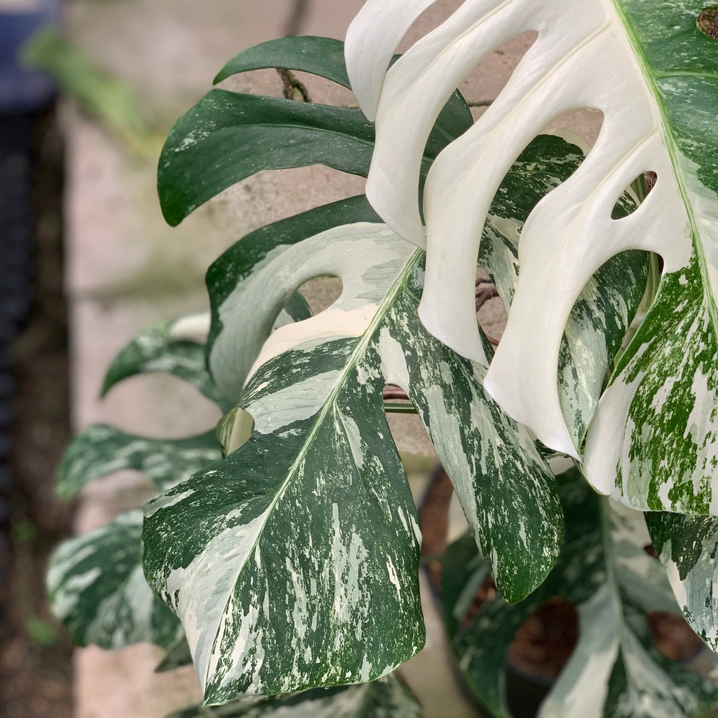 Monstera Albo White Tiger Variegated Lush — photo 4