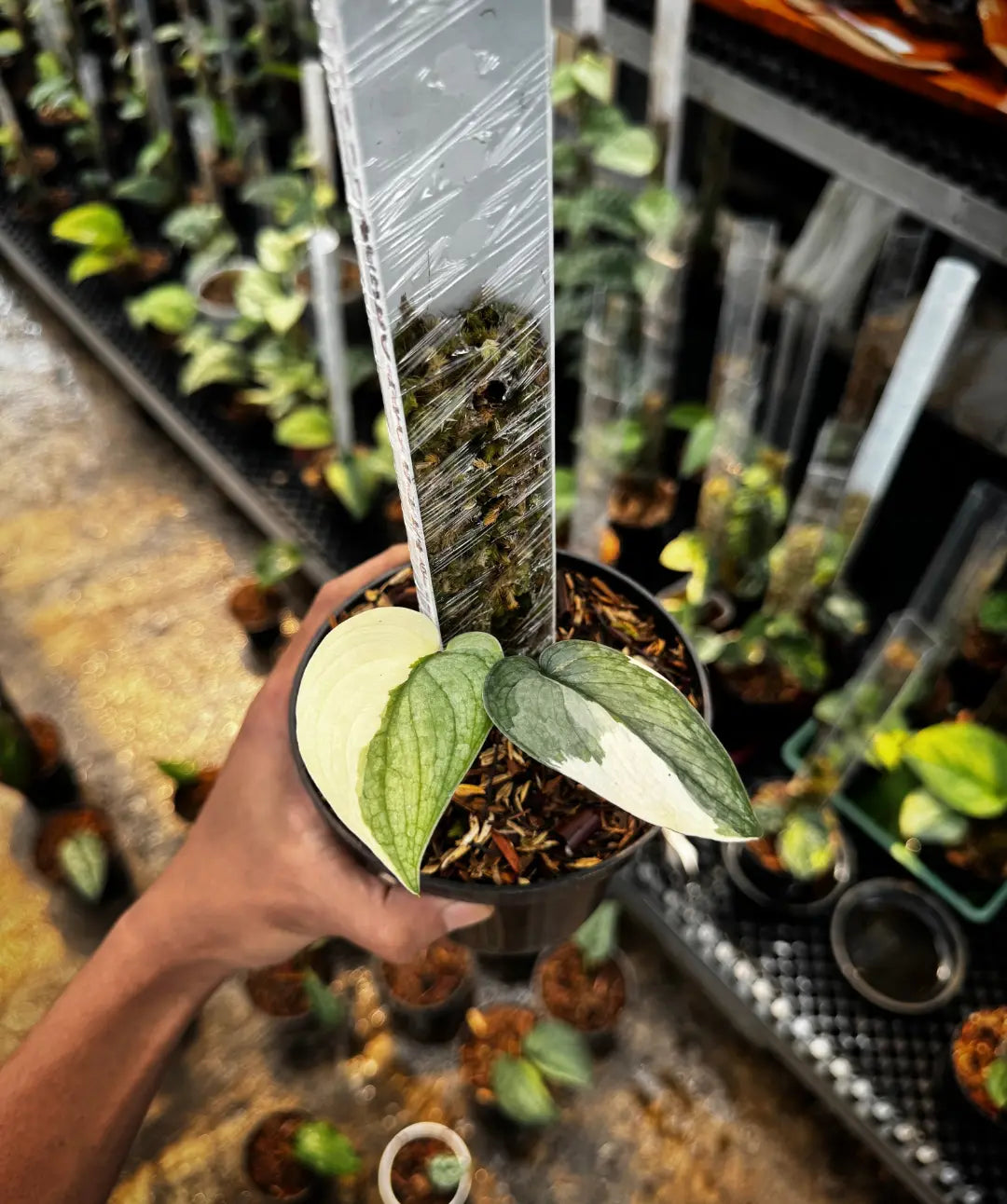 Scindapsus Silver Hero Variegated — rare Indonesian plant