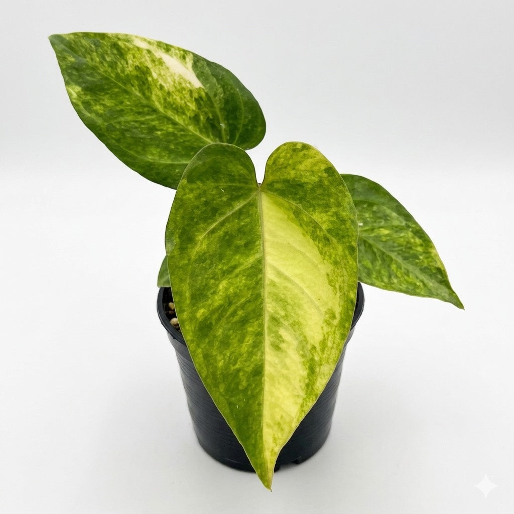 Anthurium Magnificum x Moronense x Papillilaminum