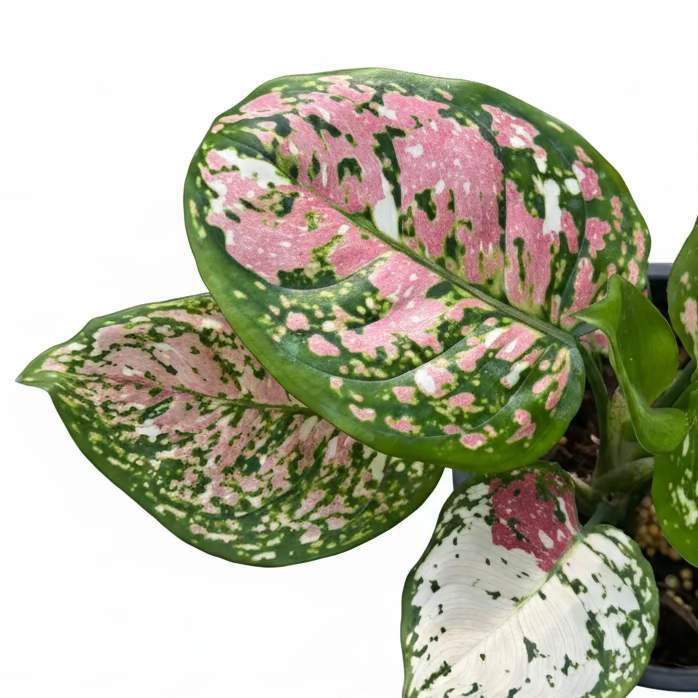 Aglaonema Anyamanee Tricolor