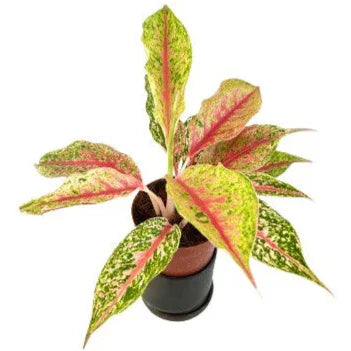 Aglaonema Lai Nam Thong