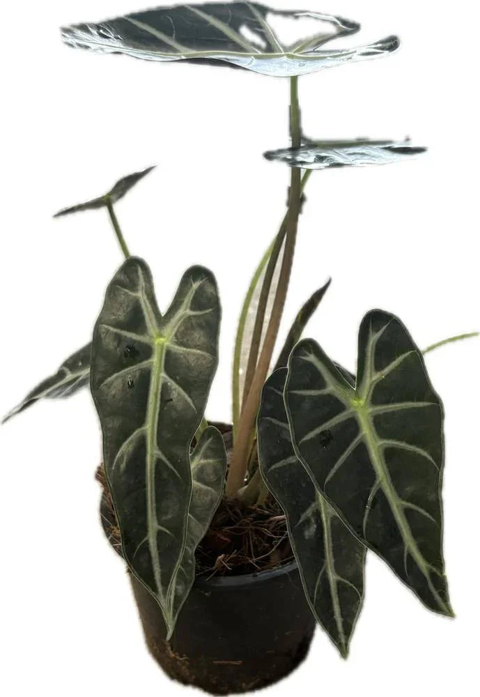 Alocasia Bambino