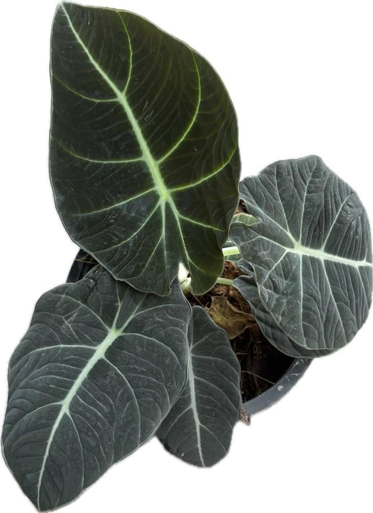Alocasia Black Velvet