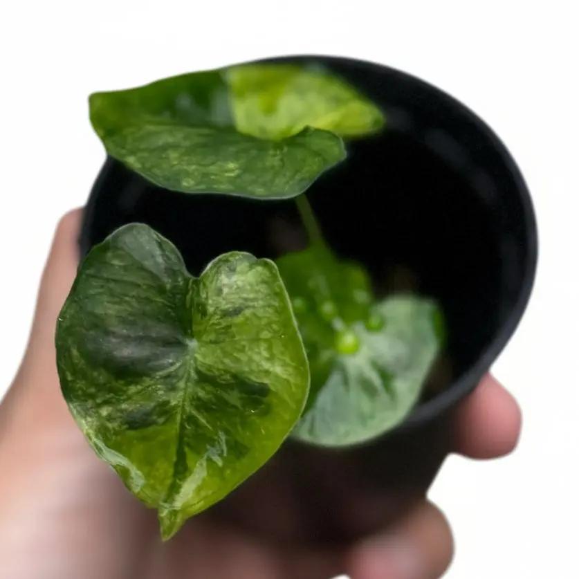 Alocasia Frydek Dorayaki Aurea Variegated (Round Form)