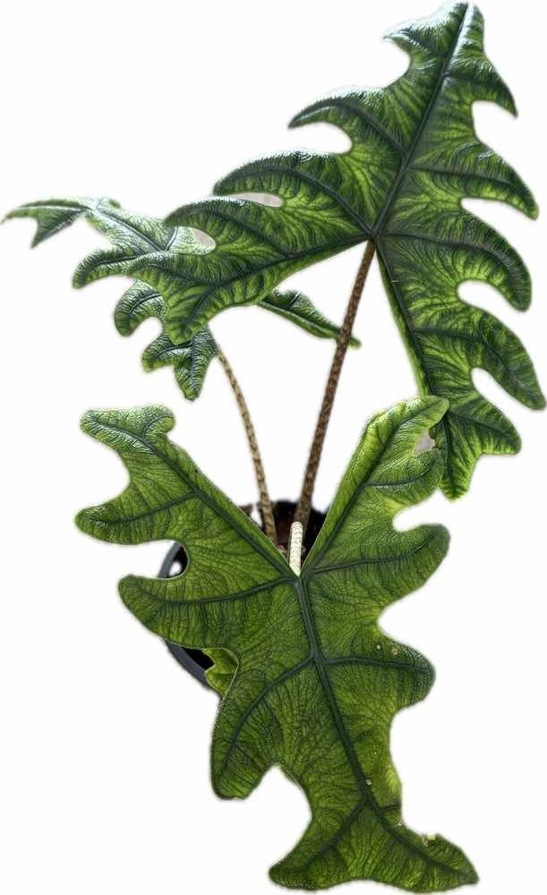 Alocasia Jacklyn