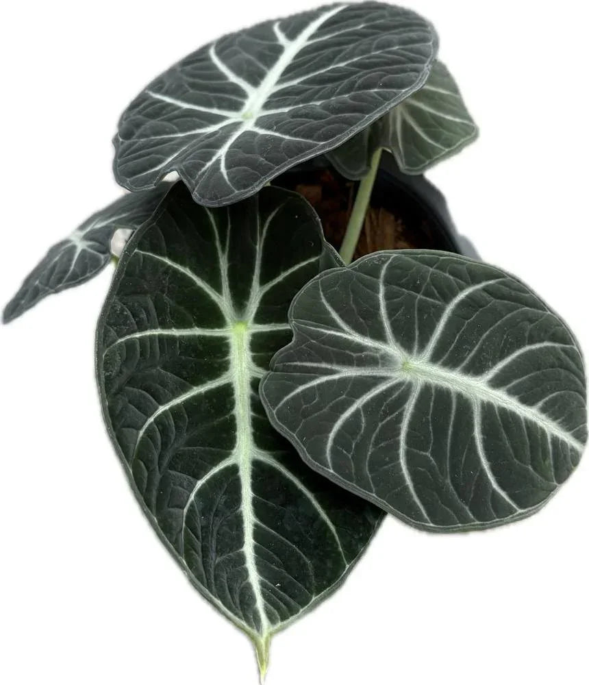 Alocasia ninja