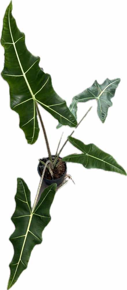 Alocasia Sarian