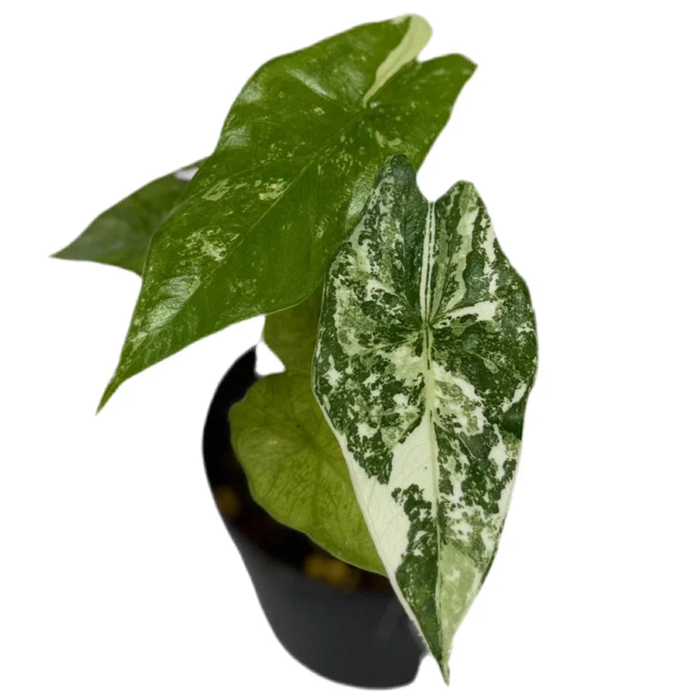 Alocasia simpo albo variegated
