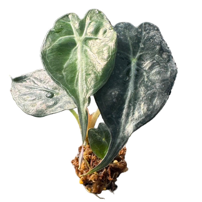 Alocasia Venom