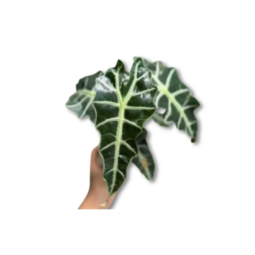 Alocasia amazonica