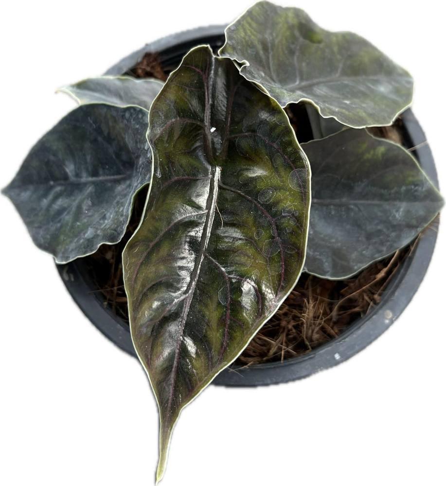 Alocasia azlanii