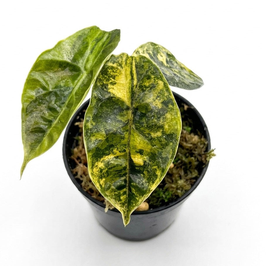 Alocasia azlanii aurea variegated