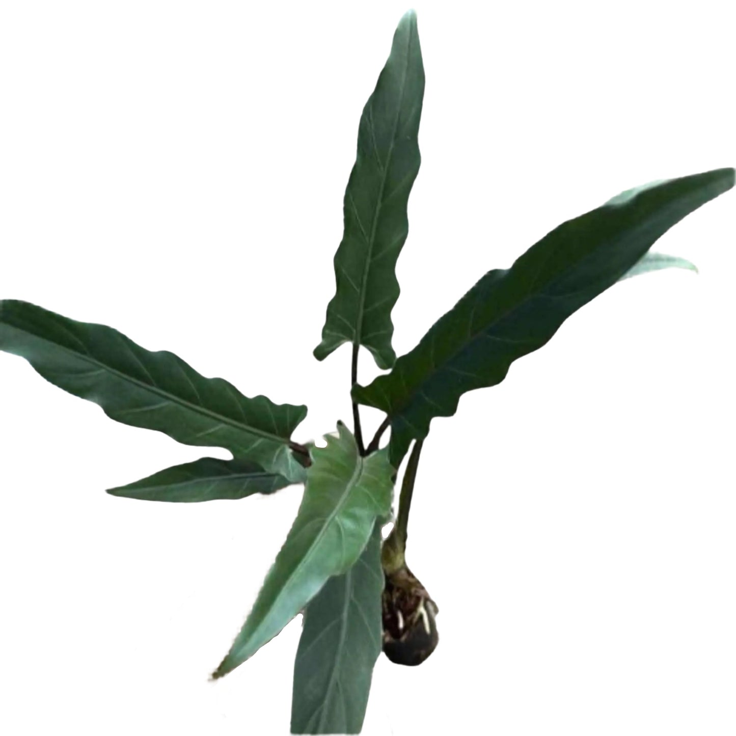 Alocasia lauterbachiana