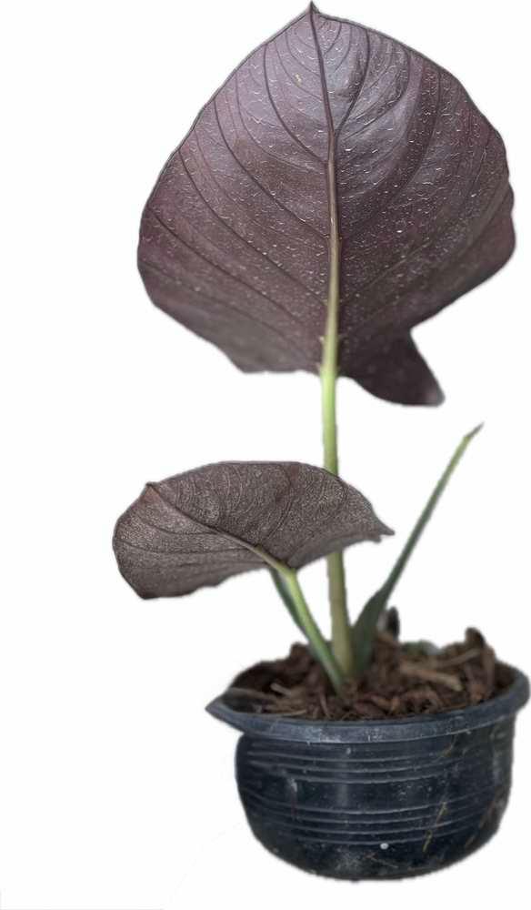 Alocasia reginae