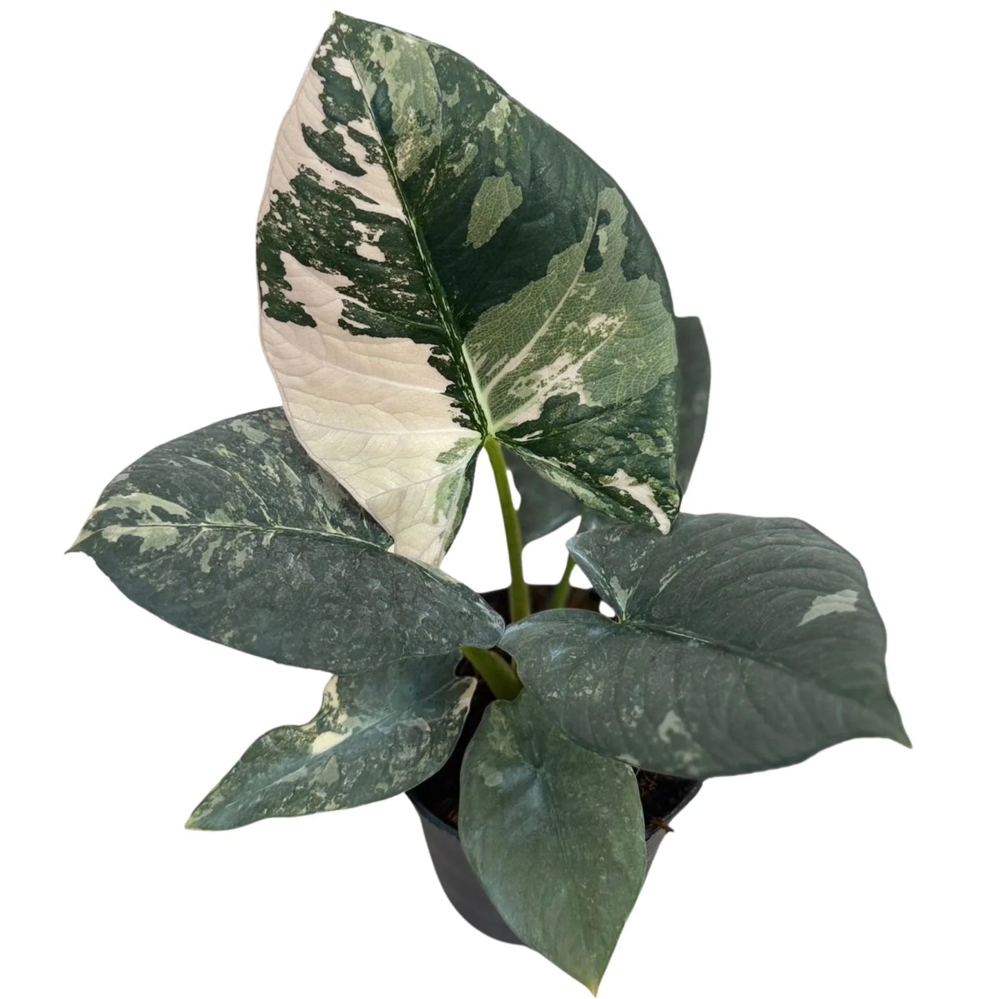 Alocasia reginae albo variegated