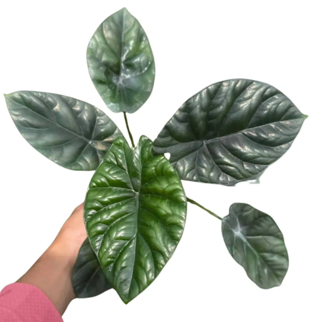 Alocasia sinuata