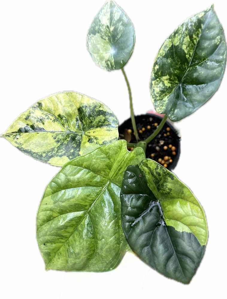 Alocasia sinuata aurea variegated