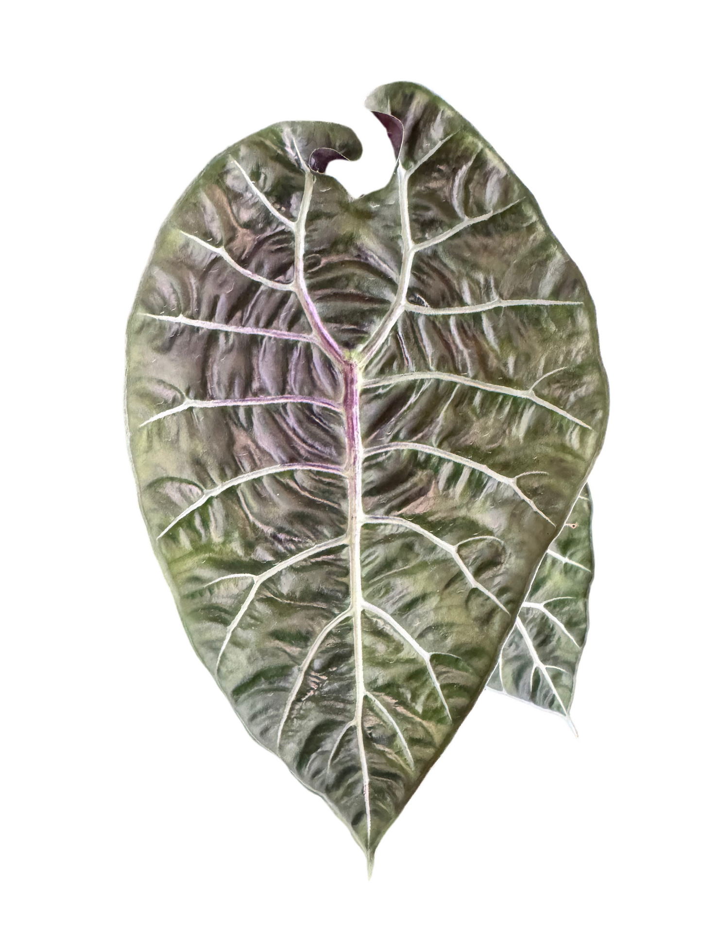 Alocasia watsoniana Doff (Purple Vein)