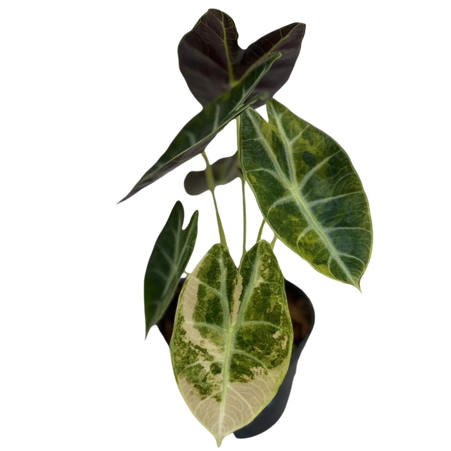 Alocasia watsoniana aurea variegated