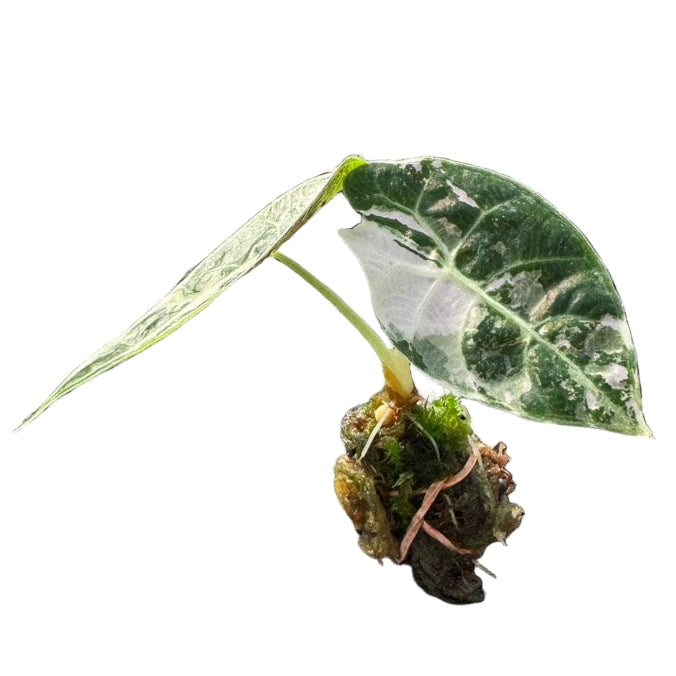 Alocasia watsoniana Doff Albo Variegated (Purple Vein)