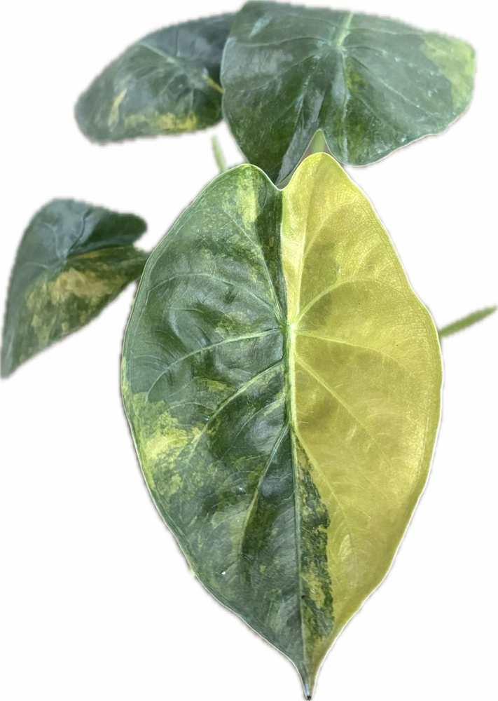 Alocasia wentii aurea variegated