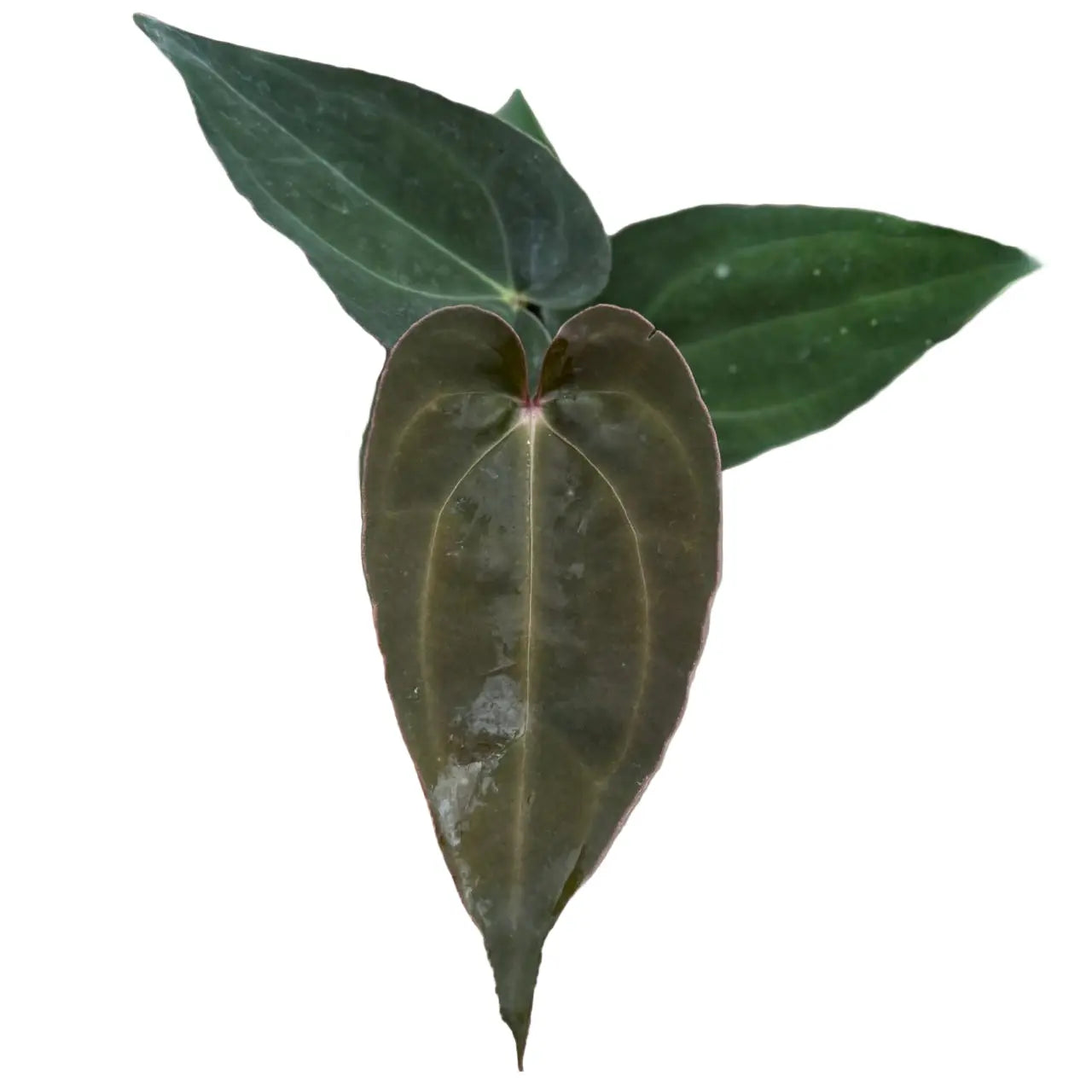 Anthurium Dark Force x Carlablackiae