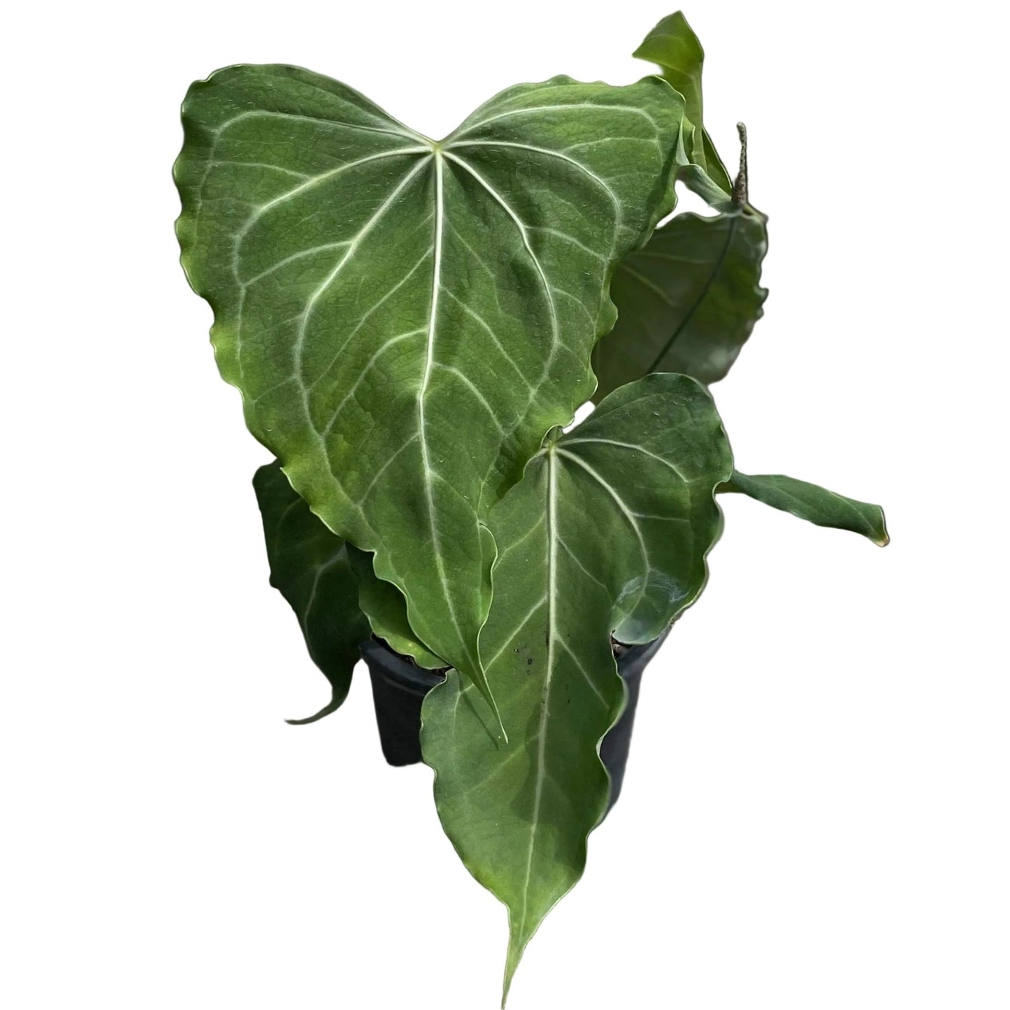 Anthurium pterodactyl Hybrid x clarinervium