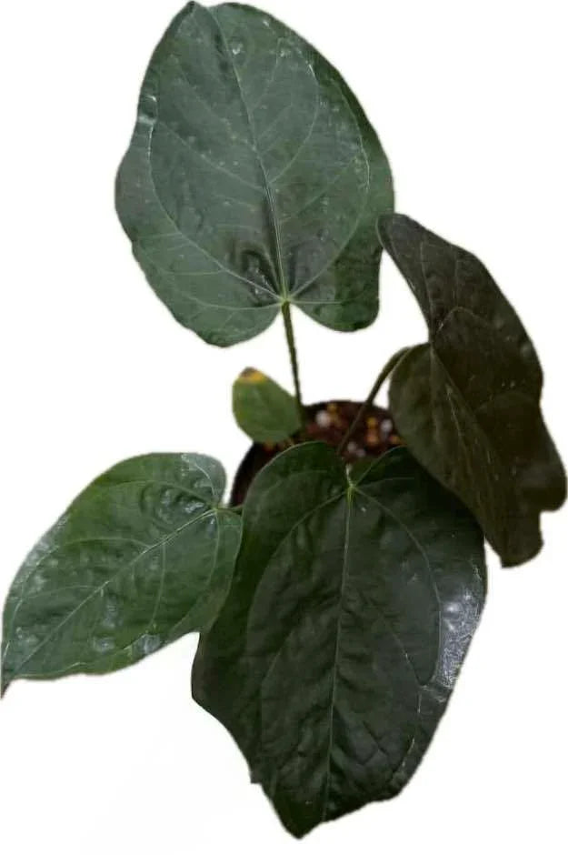 Anthurium Queen of Heart (QOH)