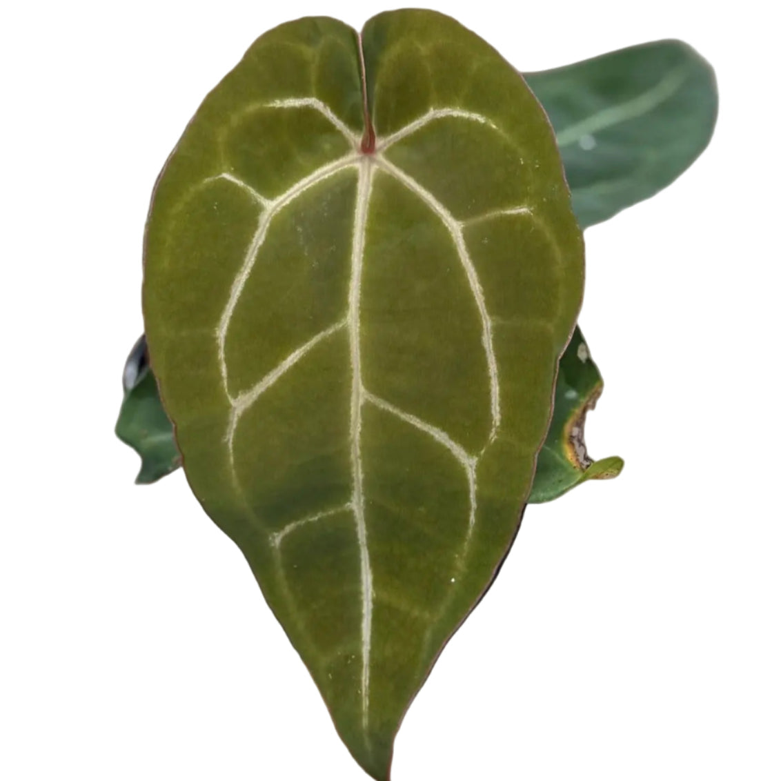 Anthurium Red Crystallinum (RC) x Carlablackiae