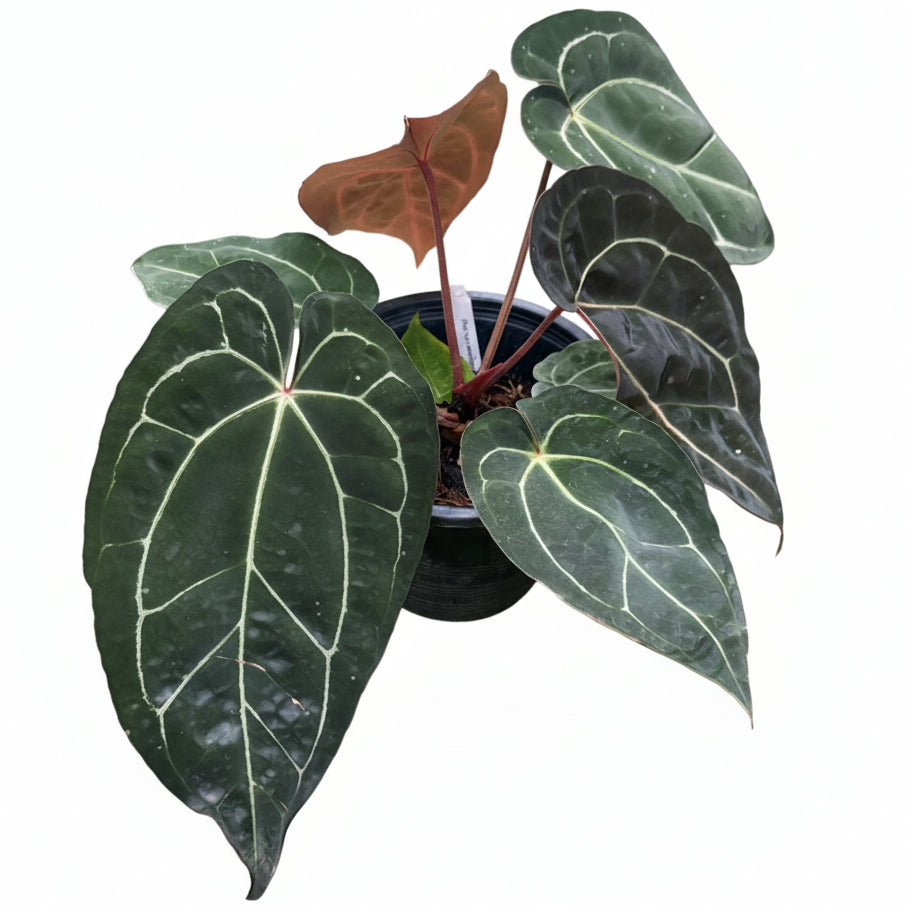 Anthurium Carlablackiae x Red Crystallinum (RC)