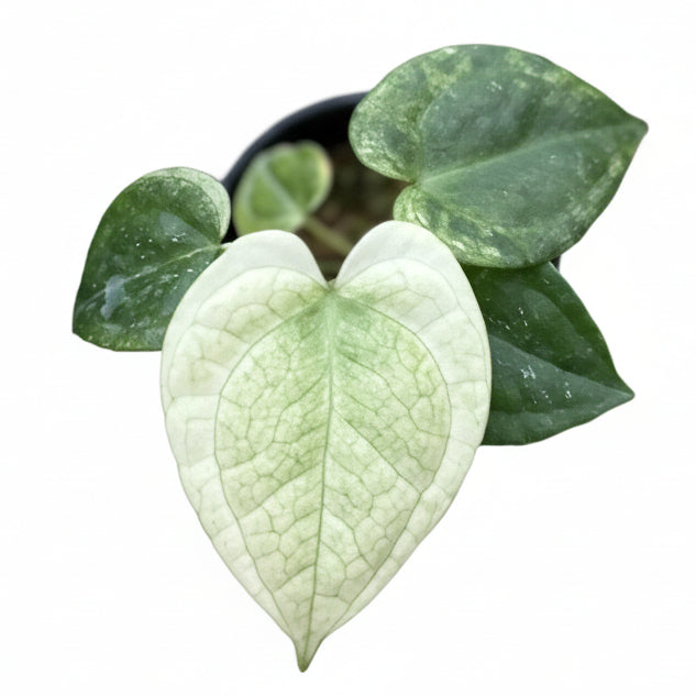 Anthurium clarinervium 'White Monster'