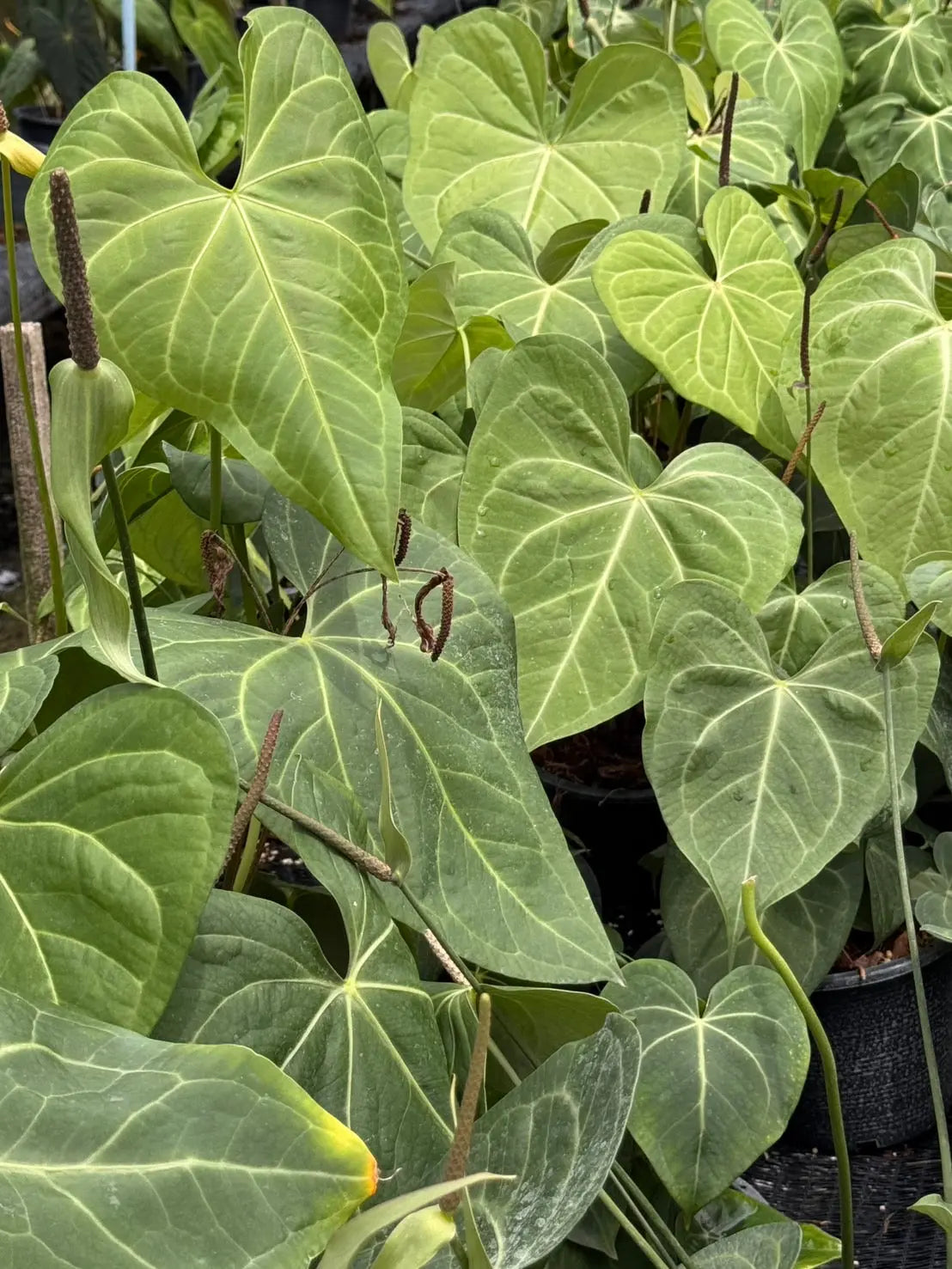 Anthurium clarinervium hybrid (Grower's Choice) (1 pot)