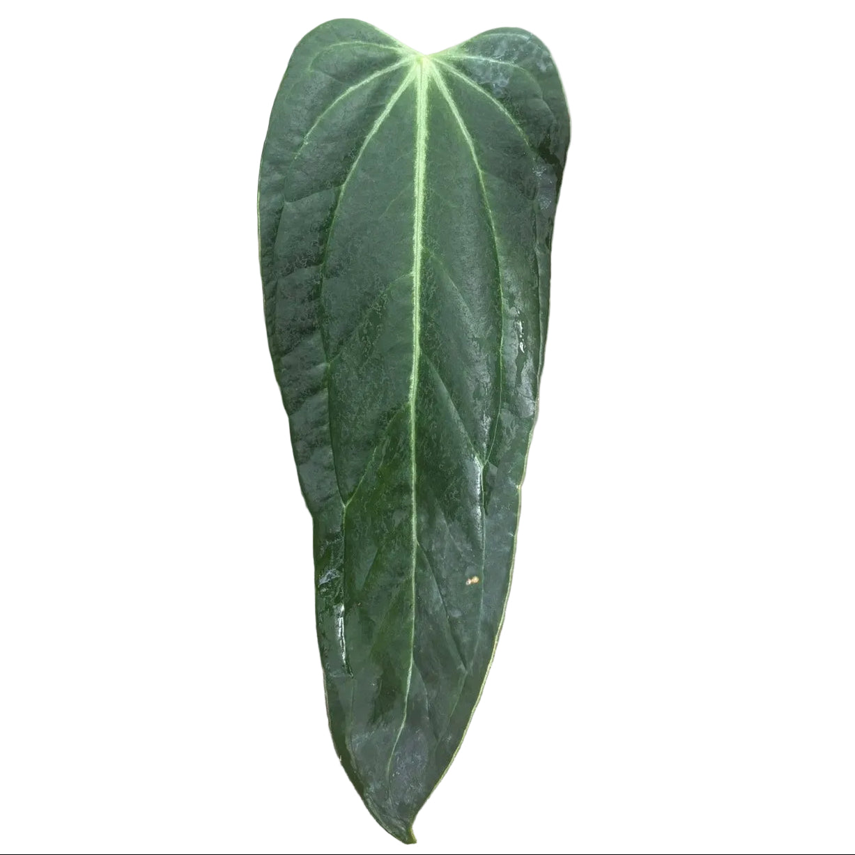Anthurium Emerald Lance