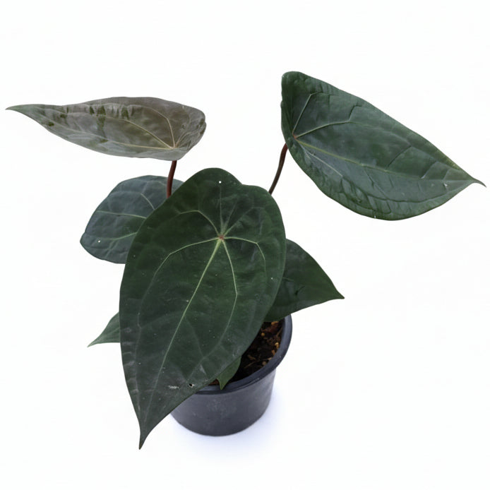 Anthurium Forgetii x Red Vein Dark Phoenix (RVDP)