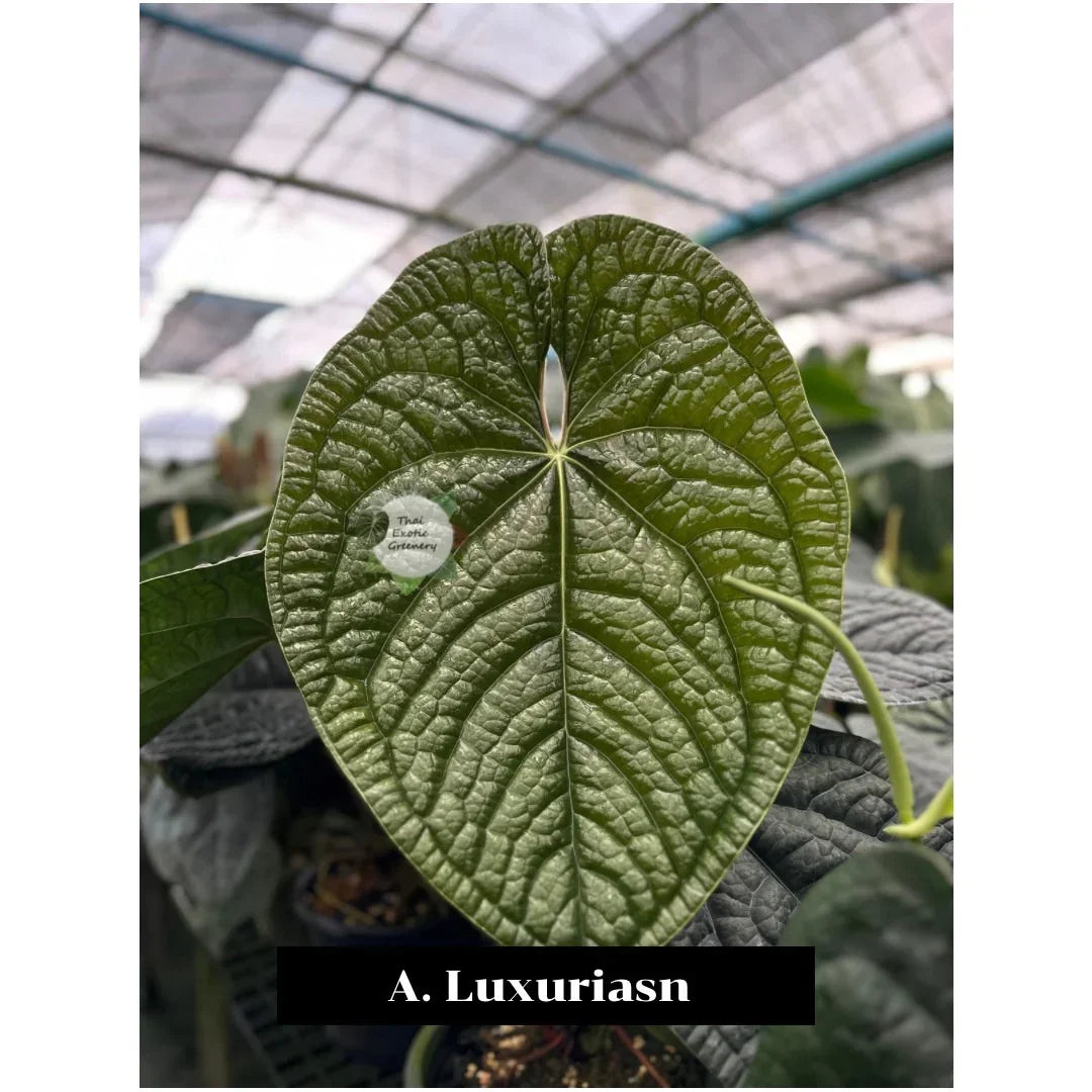 Anthurium forgetii x luxurians