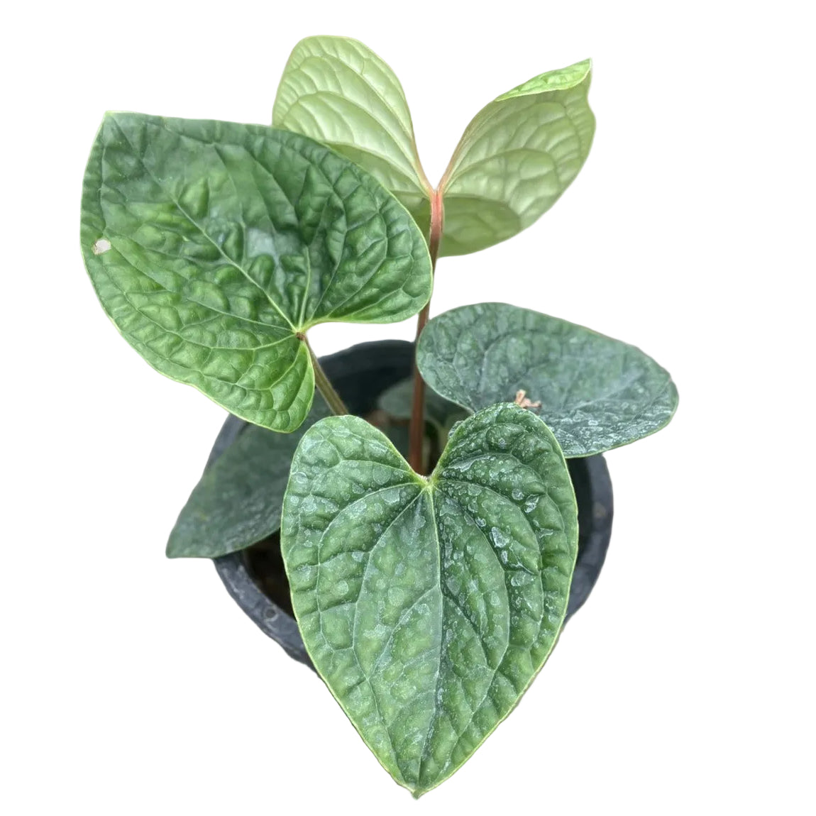 Anthurium luxurians (from seeds)