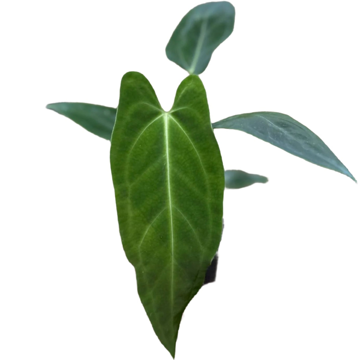 Anthurium papillilaminum x warocqueanum