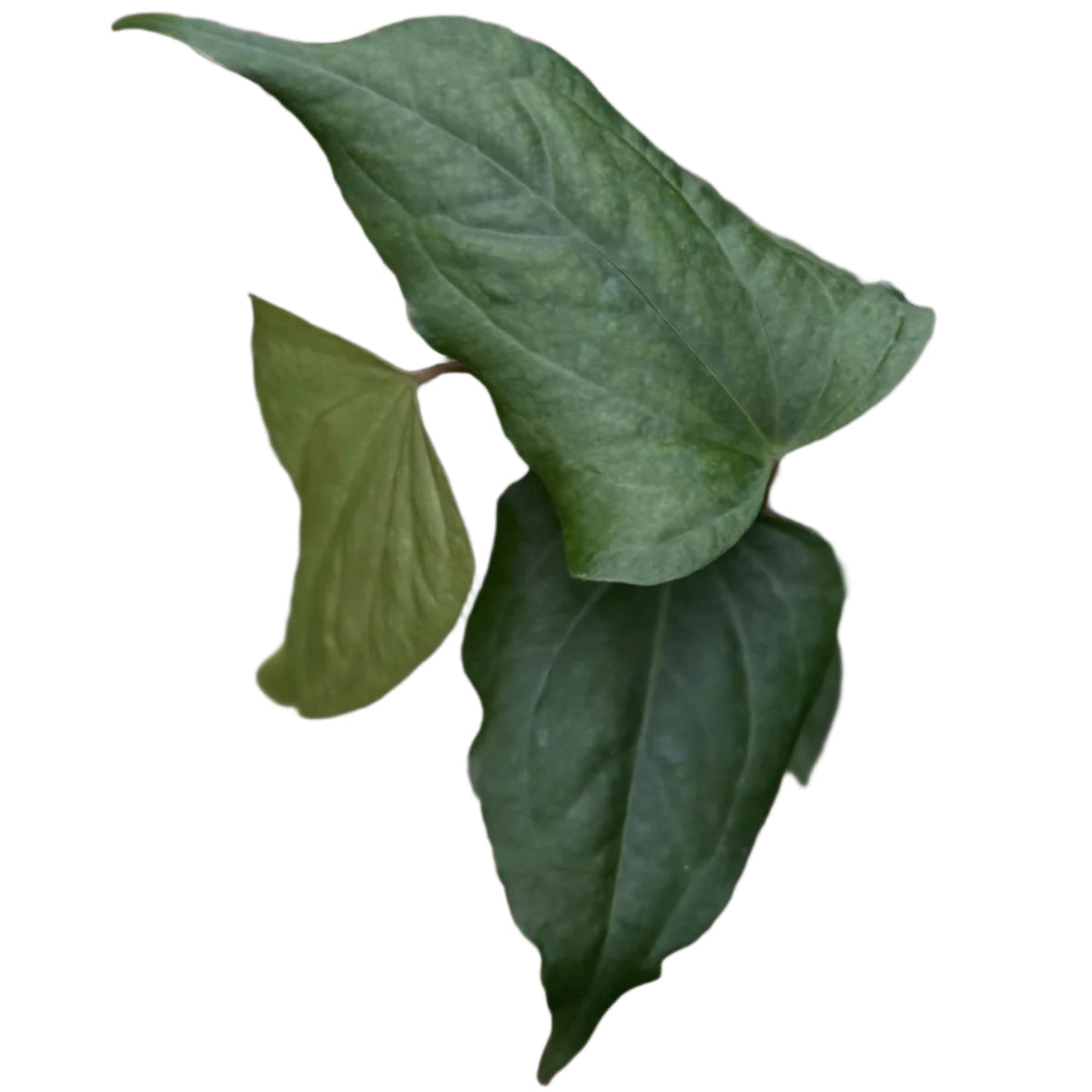 Anthurium pterodactyl hybrid × nigrolaminum "Gigi"