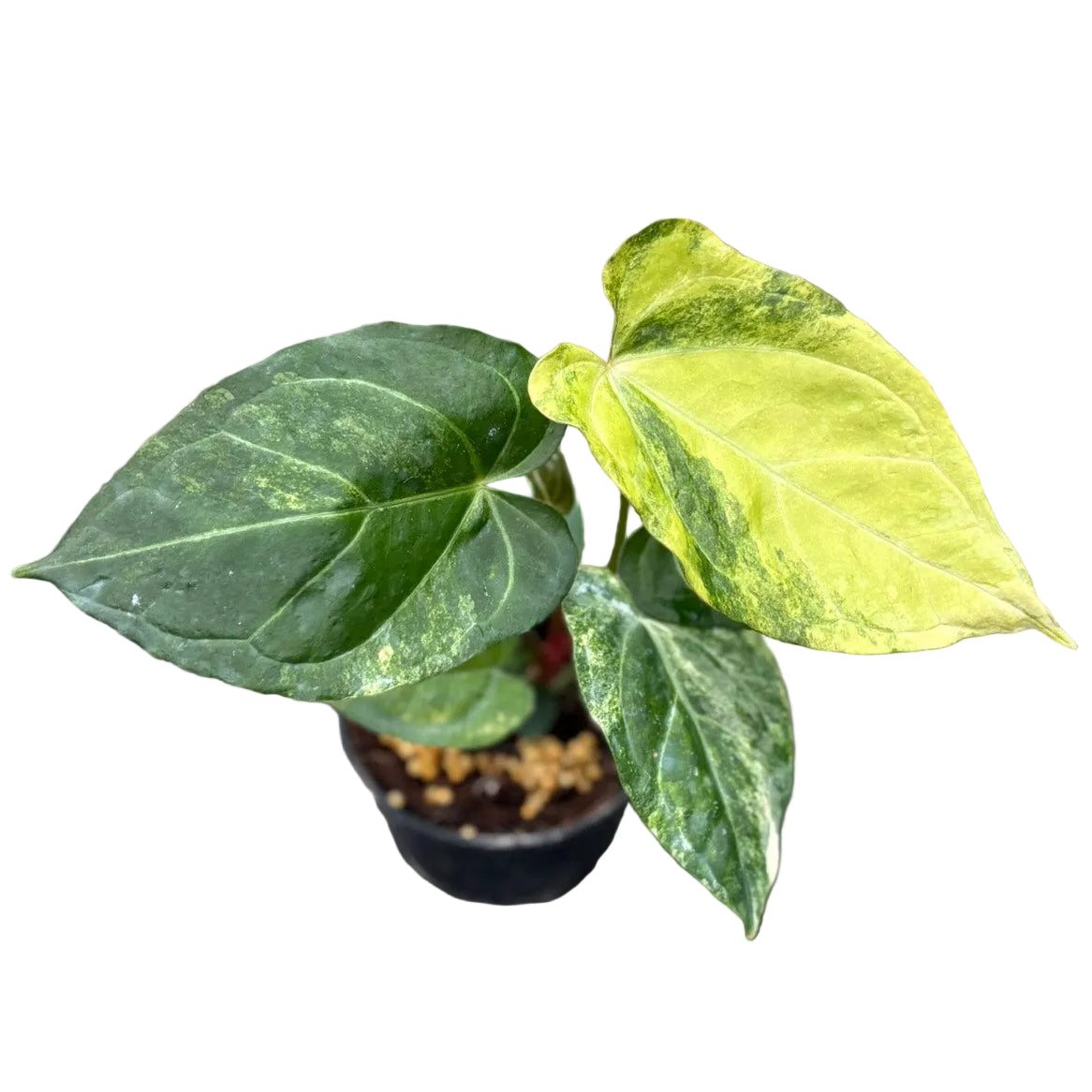 Anthurium Queen Crystallinum Aurea Hybrid