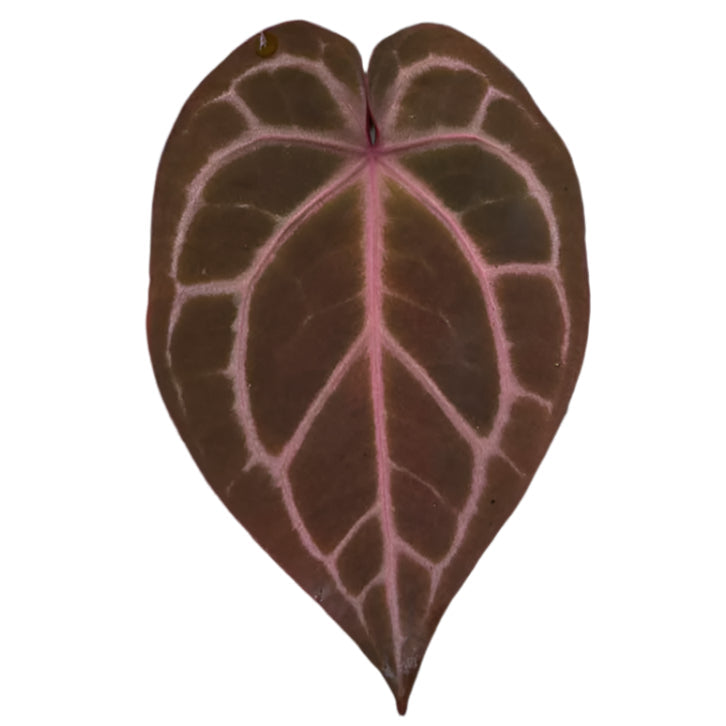 Anthurium Red Crystallinum x Red Crystallinum (RCxRC)