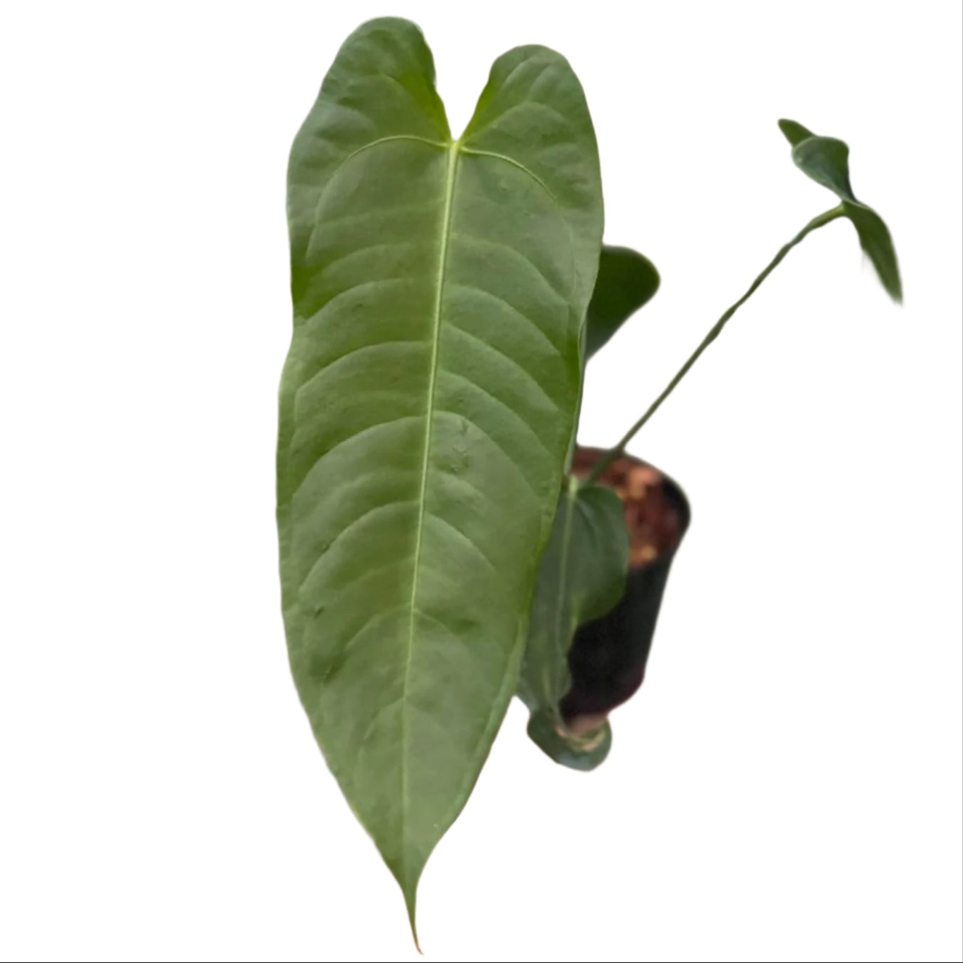 Anthurium Warocqueanum x Veitchii